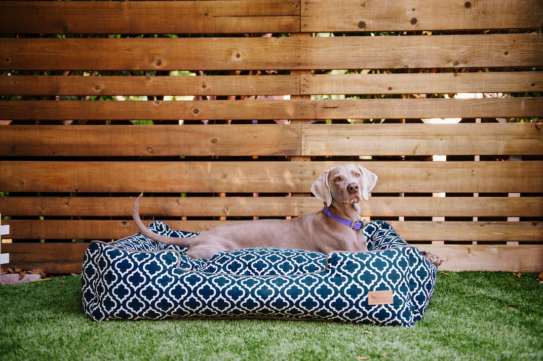 Weimaraner lies in the P.L.A.Y. large navy blue Moroccan Lounge Bed-outdoor