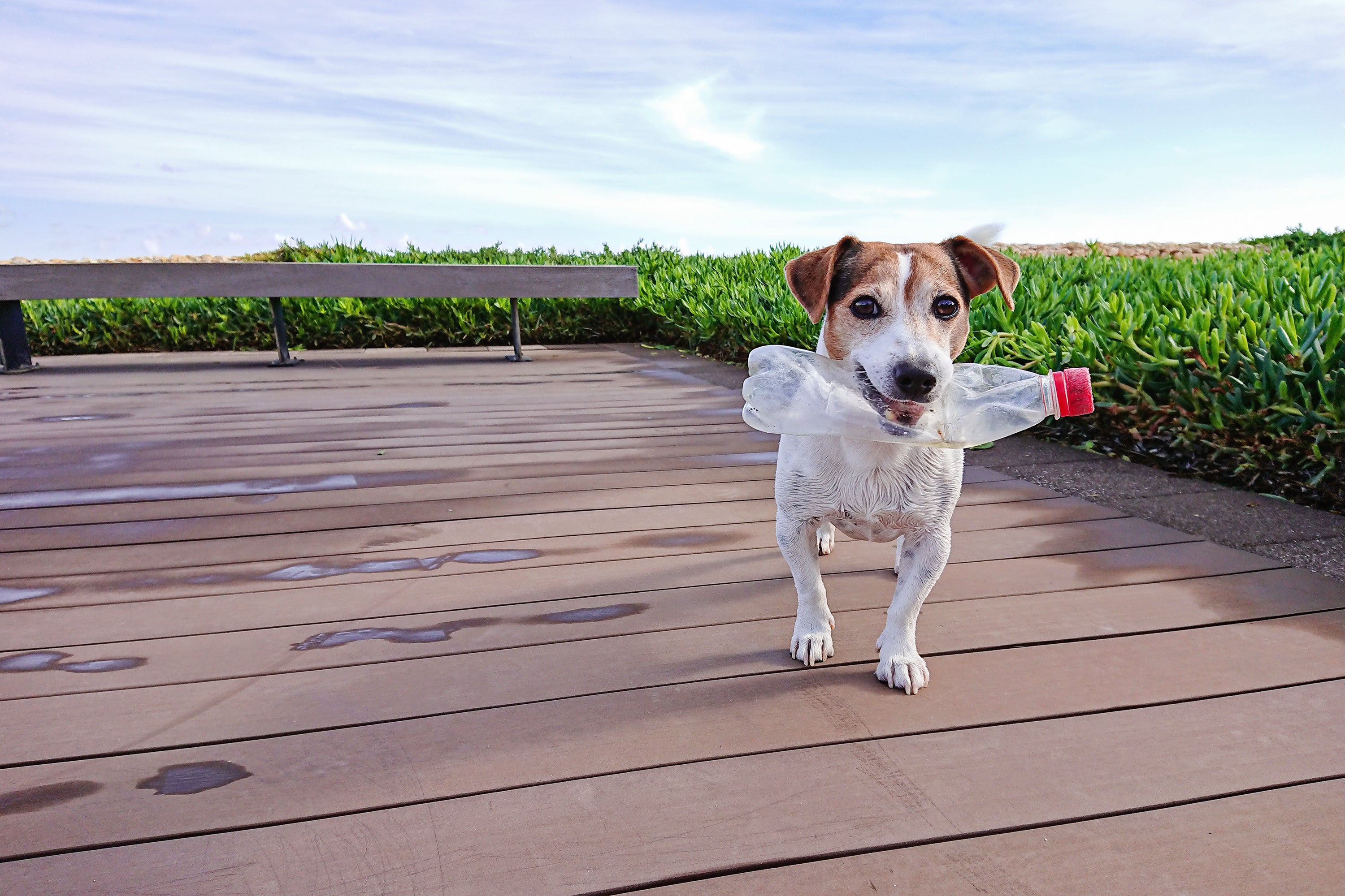 white jack Russell terrier holding plastic bottle in his mouth. Dog is standing on wooden dock, with bench and greenery in background.