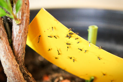 Gnats on yellow sticky trap