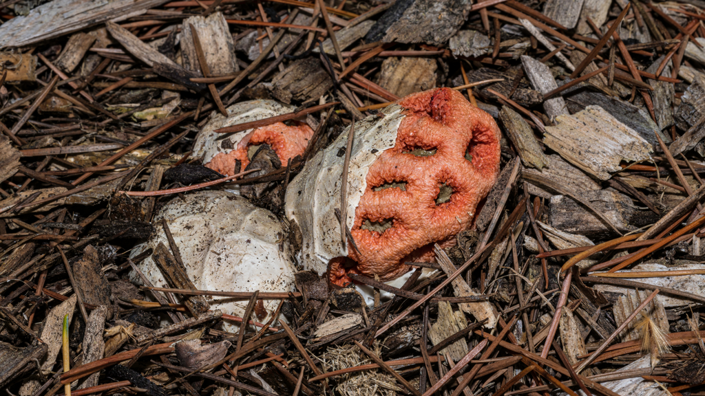 The Latticed Stinkhorn: A Bizarre Fungi Species