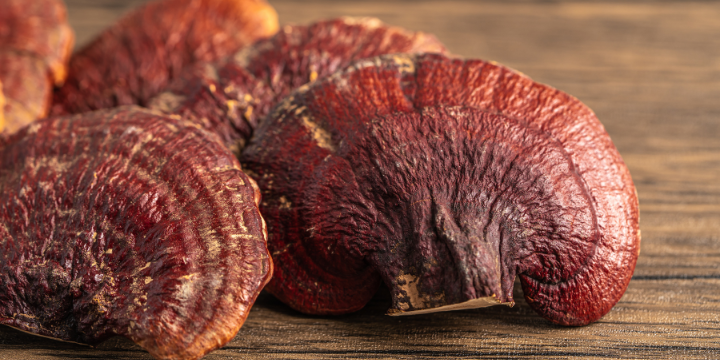 Reishi Fruiting Body Mushroom