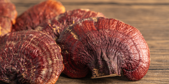 Reishi Fruiting Body Mushrooms