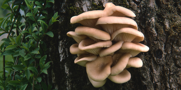 Oyster Mushroom Fruiting Body
