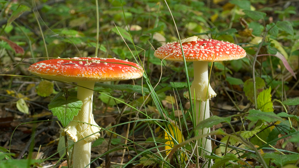 Amanita muscaria