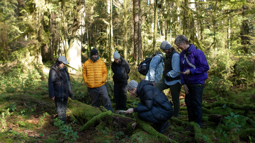 bc forest mushroom walk