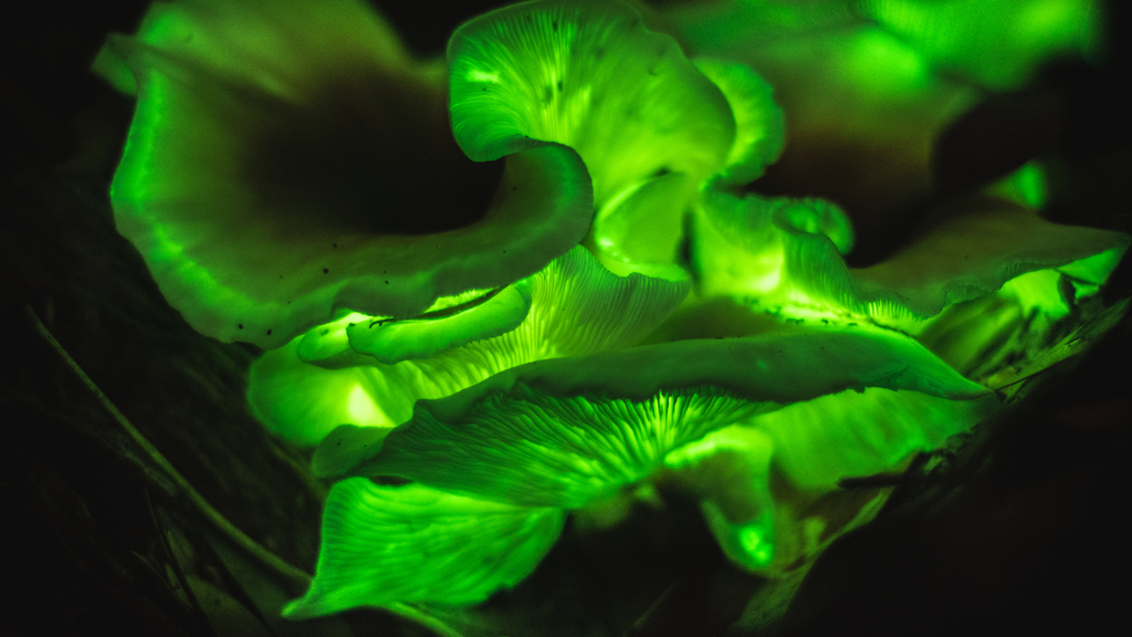 The Ghost Mushroom: A Glowing Phenomenon