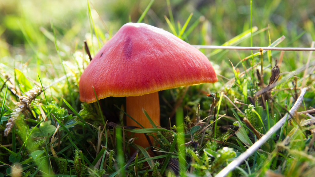 Hygrocybe punicea