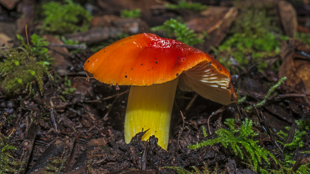 Hygrocybe punicea (Crimson Waxcap)