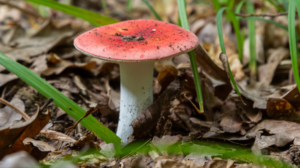 Russula emetica