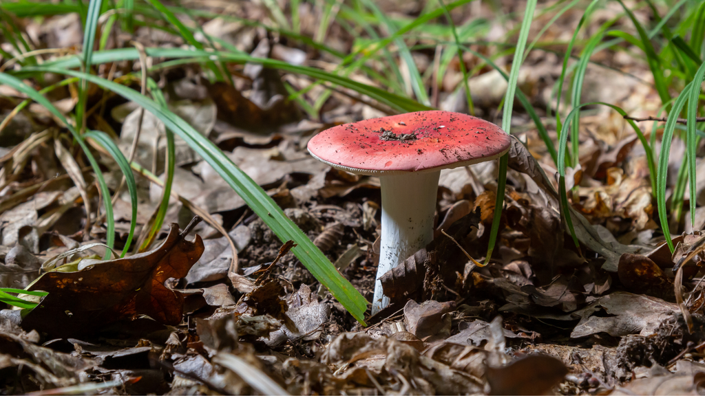 Russula emetica