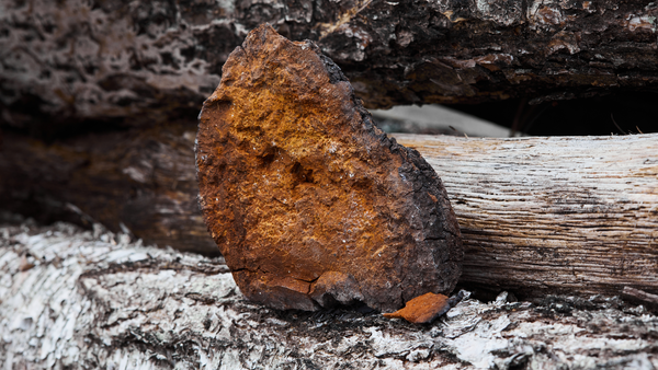 What are the Chaga Benefits