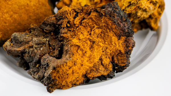 what is chaga mushroom