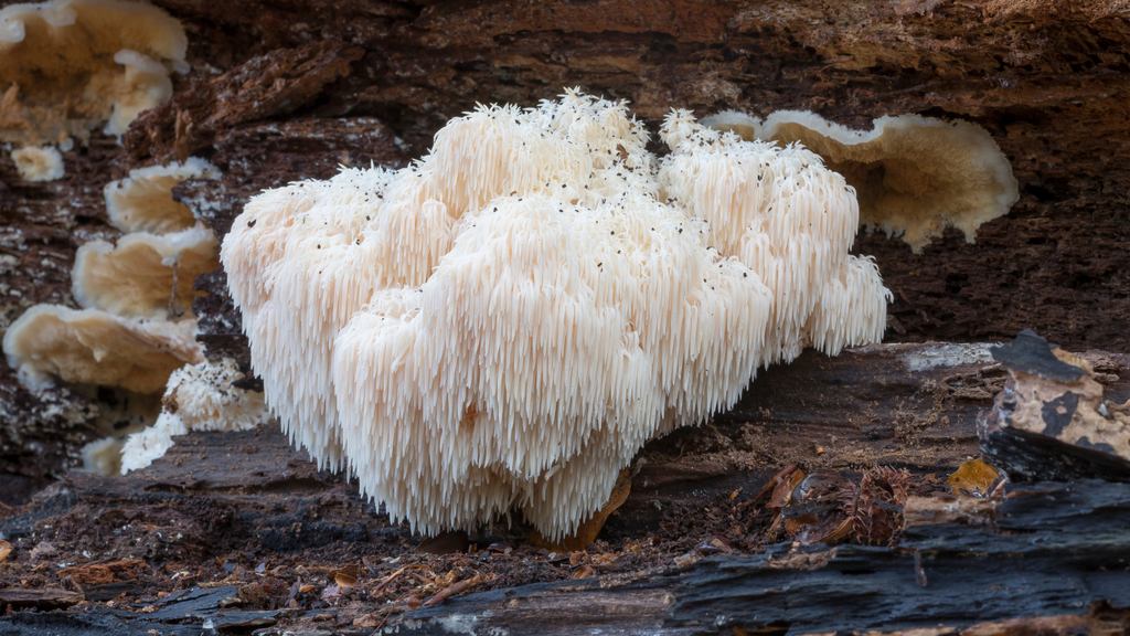 The Lion's Mane Mushroom: Fascinating Mushroom Facts