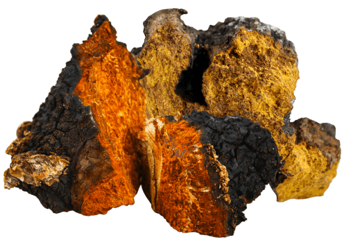 CHAGA