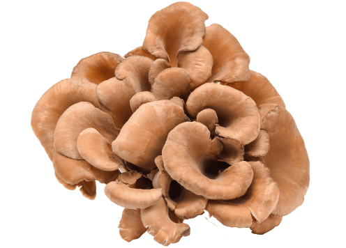 Maitake Mushroom Extract