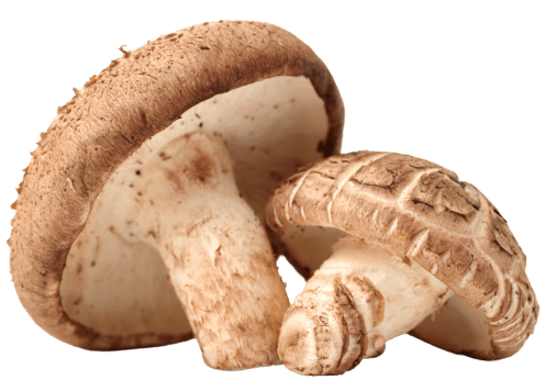 Shiitake Mushroom Extract