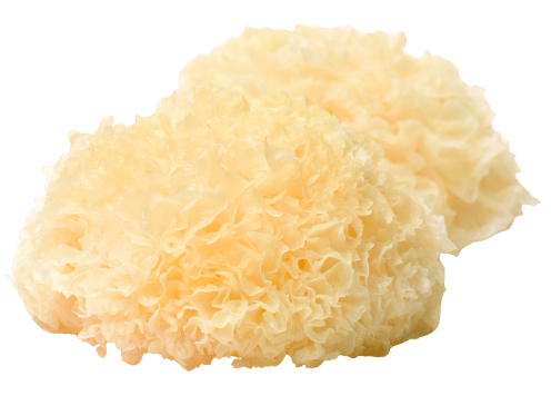 TREMELLA