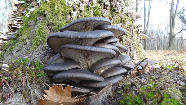 what are oyster mushrooms