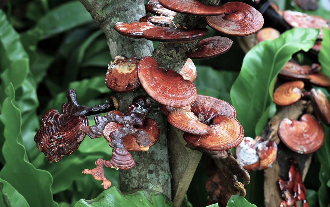 Discover the Secrets of Reishi Mushroom Capsules: Unlock Improved Sleep, Immune Support, and Vitality