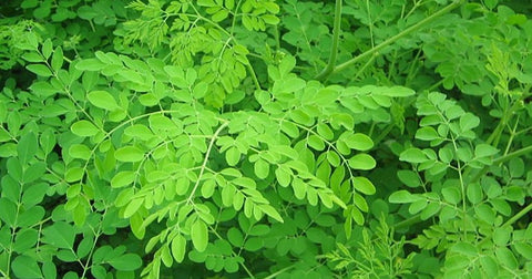 What is Moringa Oil, Moringa tree leaves