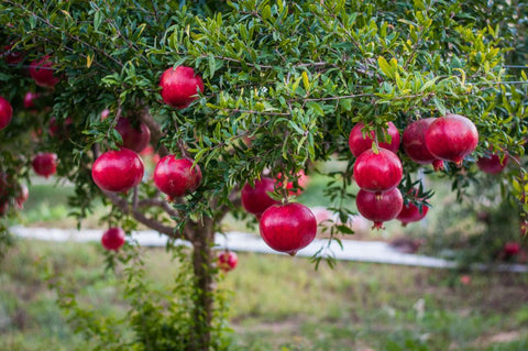 Pomegraate tree and pomegranate fruits