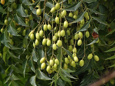 Extraction of neem oil