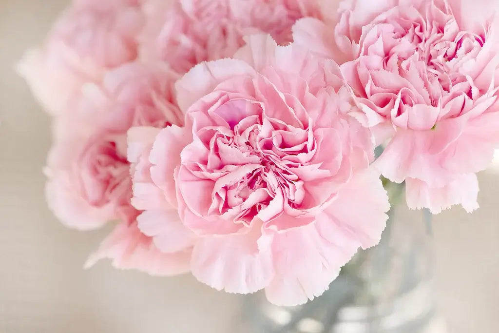 Carnation Sagittarius Flower