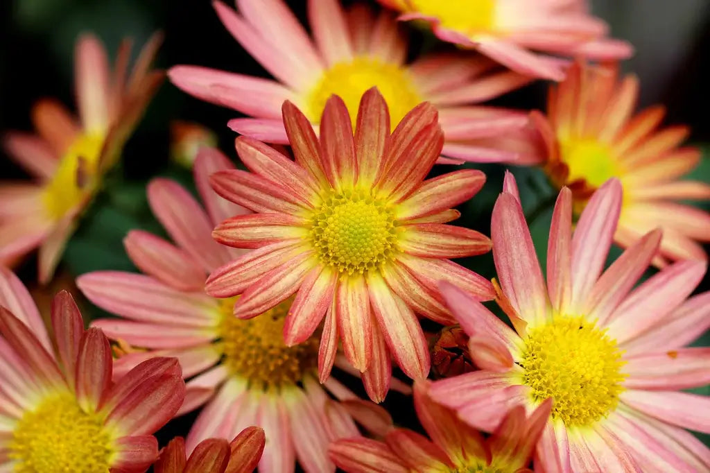 Chrysanthemum Sagittarius Flower