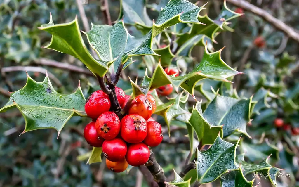 Holly Sagittarius Flower