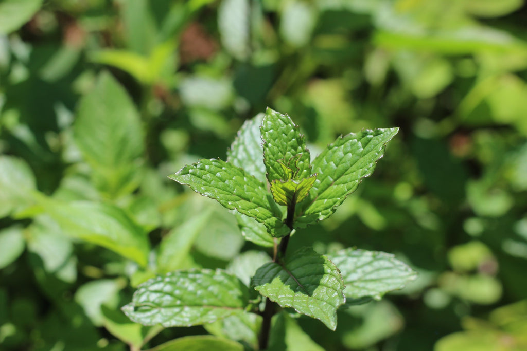 Peppermint essential oil