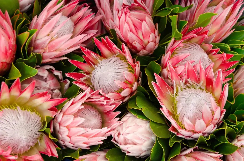 Protea Sagittarius Flower