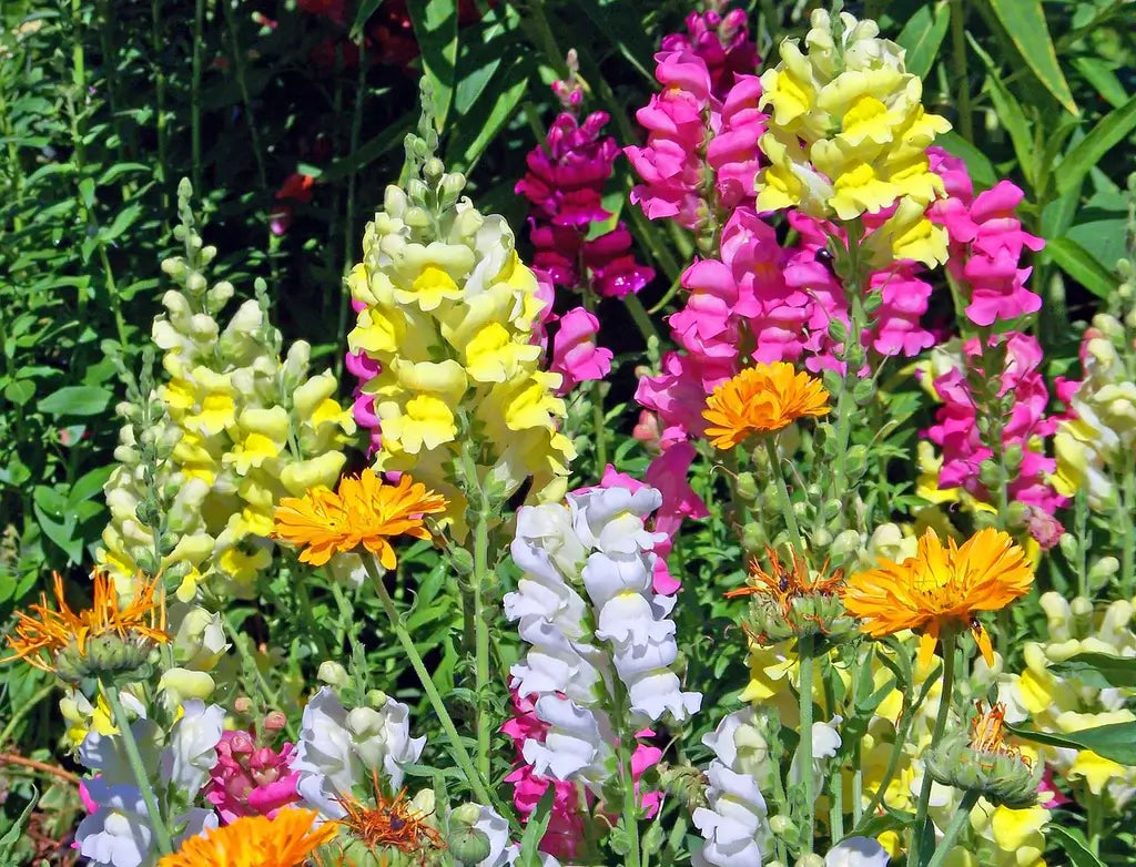 Snapdragon Sagittarius Flower