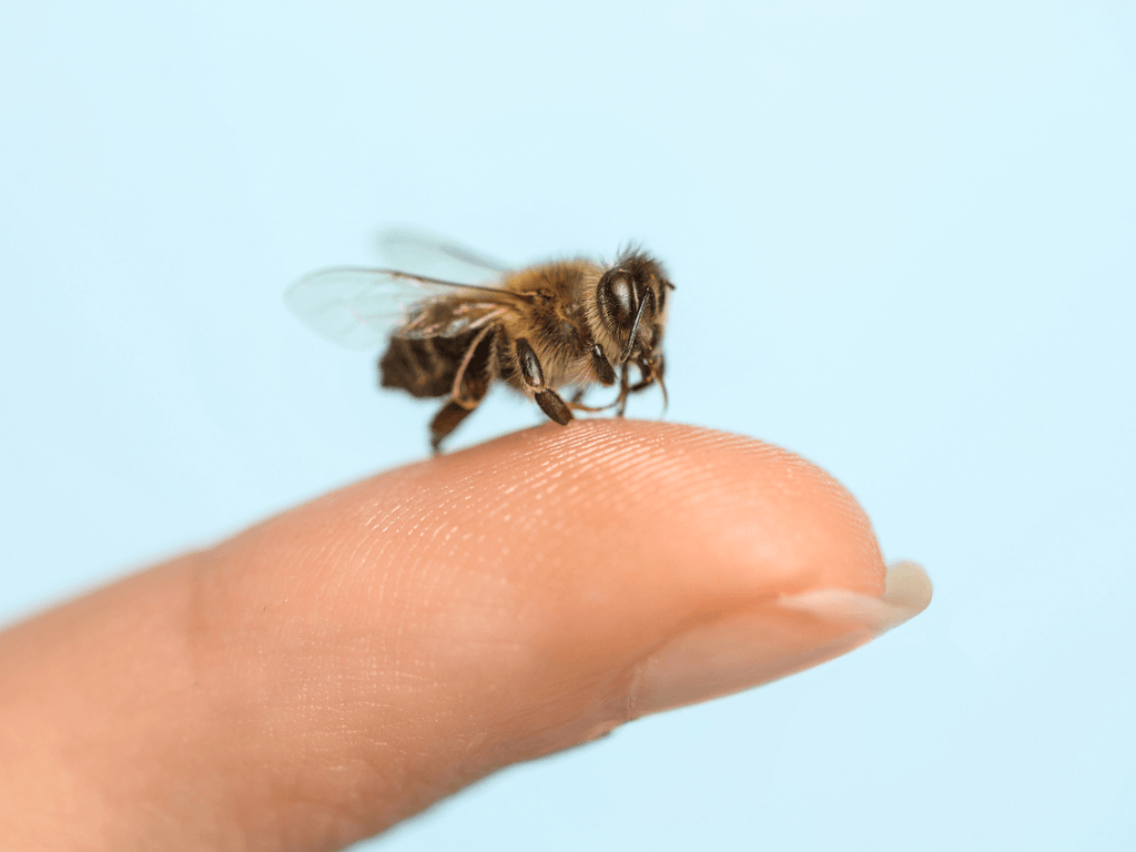 Spiritual Meaning of a Bee Landing on You