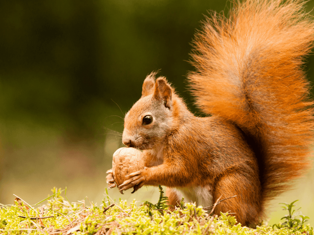 Virgo Spirit Animal Squirrel