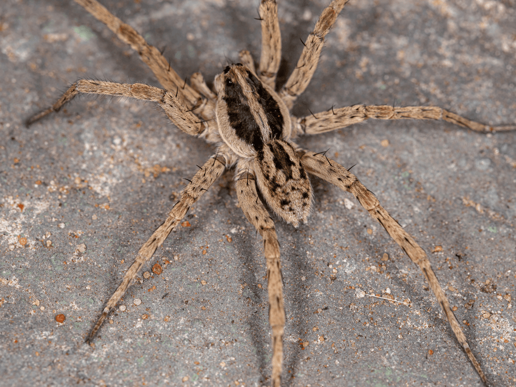 Wolf Spider Spiritual Meaning