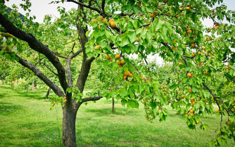 Apricot tree