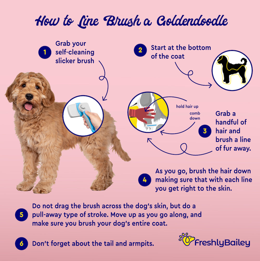 TOP 3 DOG BRUSHES FOR GOLDENDOODLES – Freshly Bailey