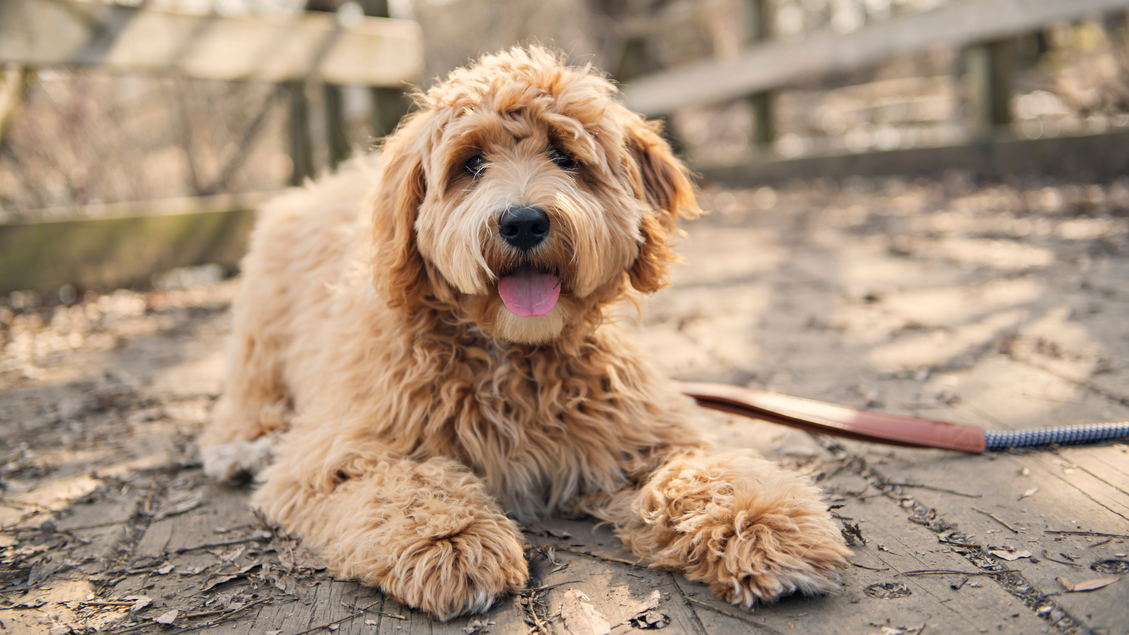 3 Best Grooming Tools for Wavy and Curly Goldendoodles