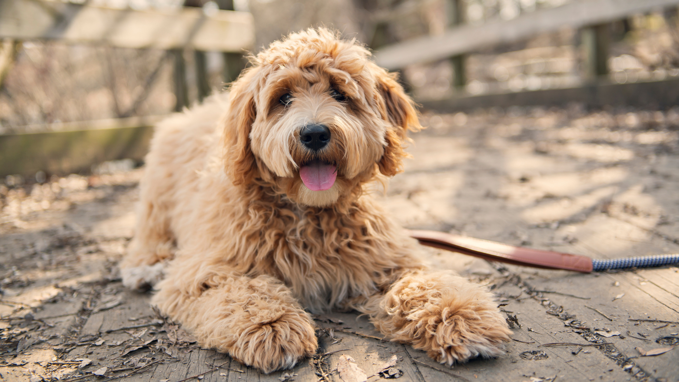 Our Goldendoodle  Must Have Puppy Products