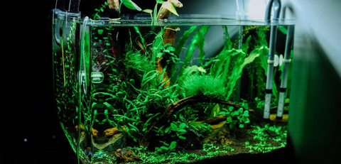 Fresh Water Fish Tank