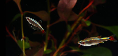 White cloud minnow