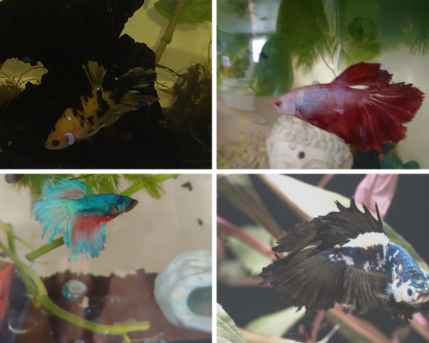 Betta Fish