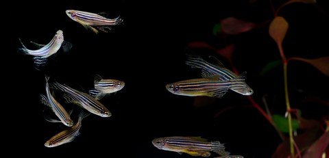 Zebra Danio