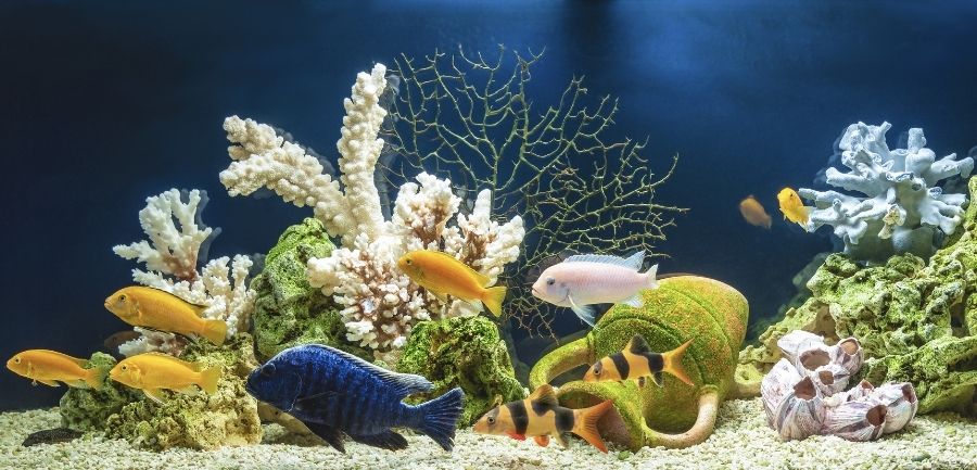 7 Common Diseases in Freshwater Aquarium Fish