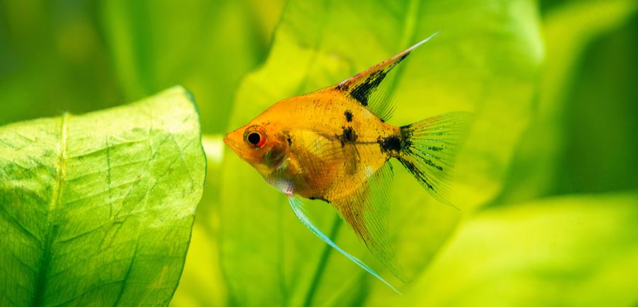 The Pros and Cons of Using an Auto Feeder in Your Aquarium