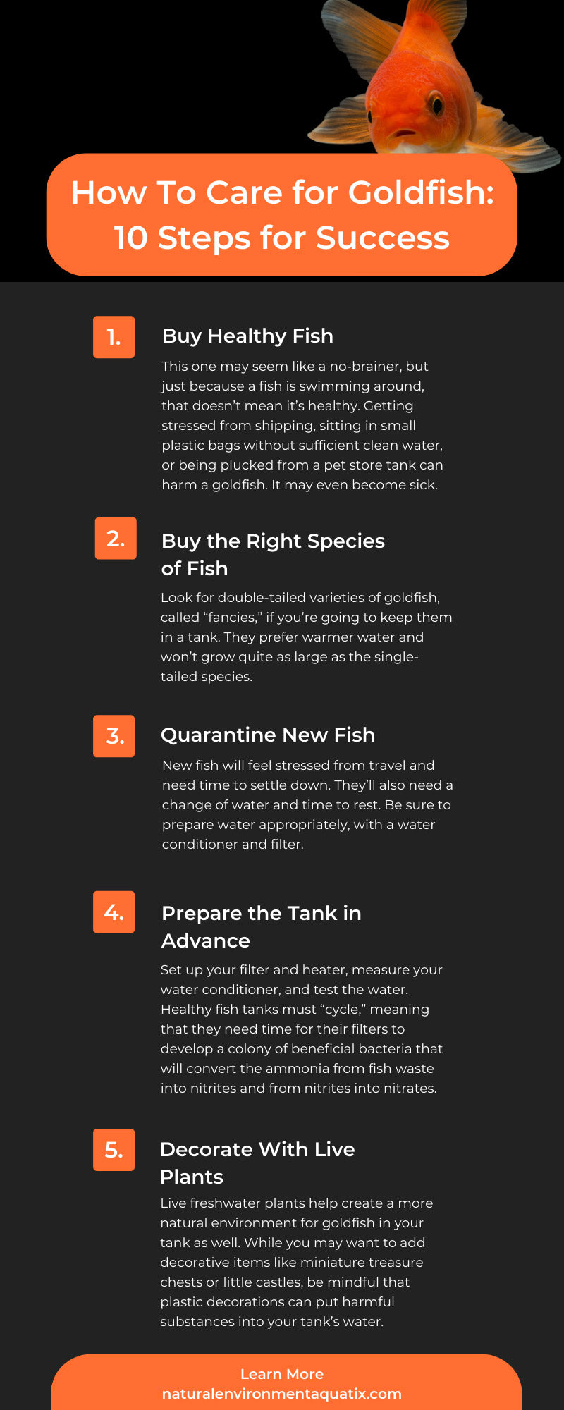 How To Care for Goldfish: 10 Steps for Success