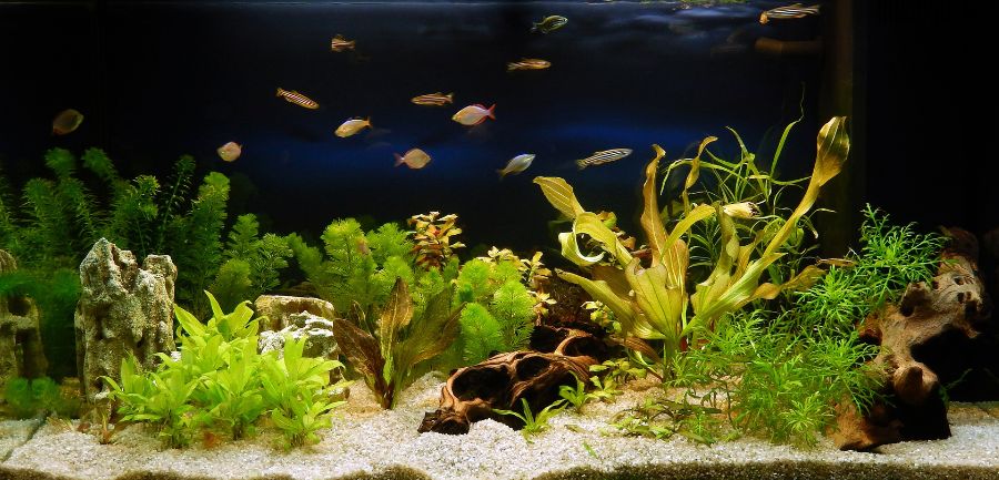 How to grow aquarium plants - Help Guides
