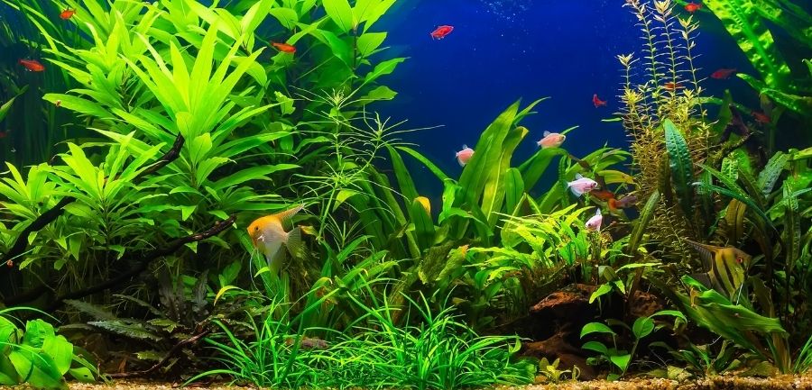 Plastic vs. Live Aquarium Plants: Which Is Better?