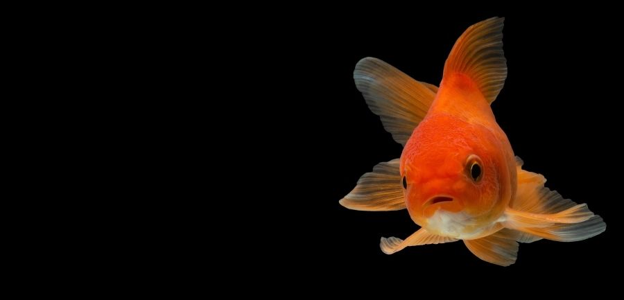 How to Take Care of Your Fancy Goldfish