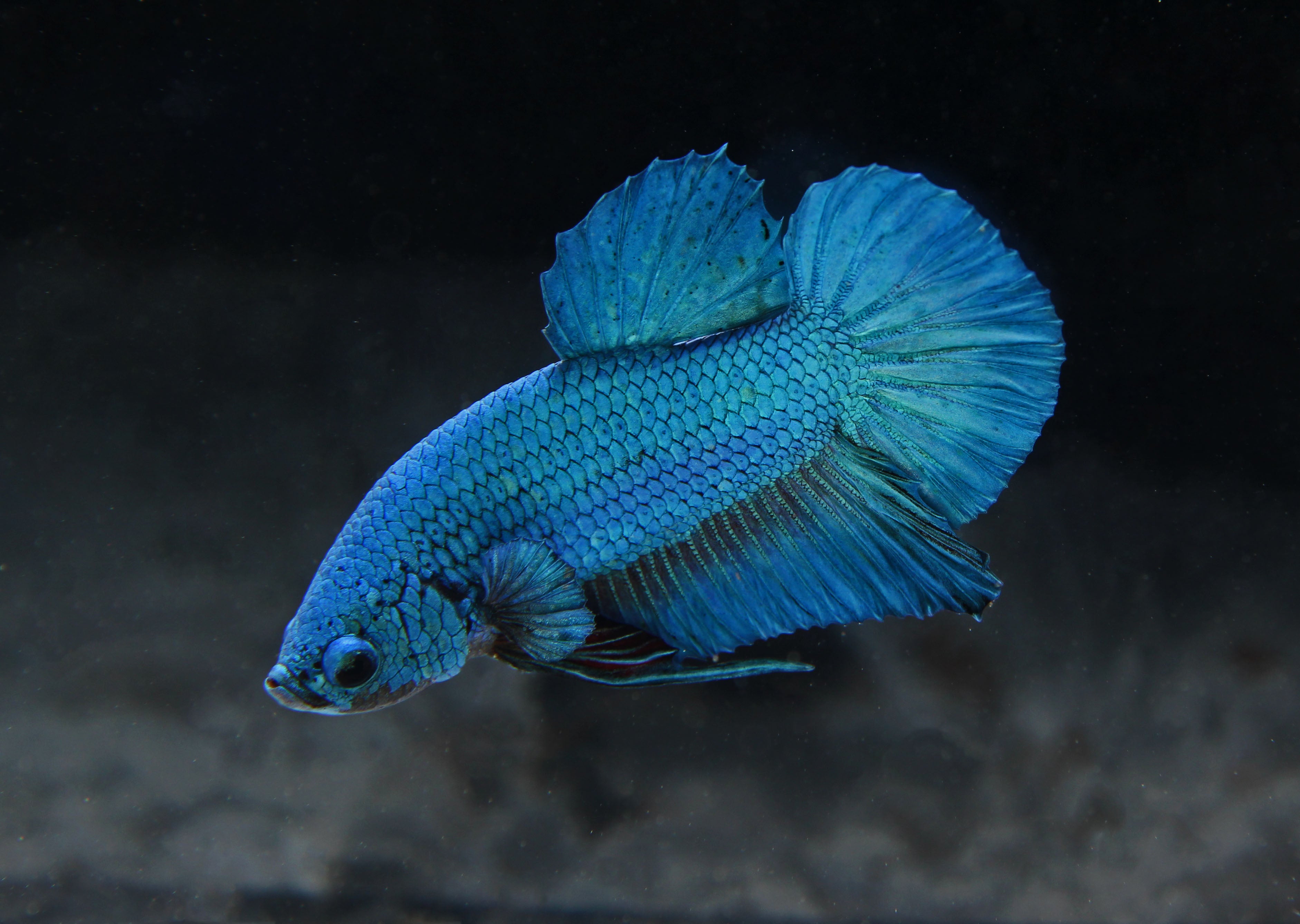 blue green betta fish